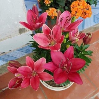 combo 5 củ ly 5 màu(củ đã nhú mầm sẵn) - Củ Giống Chuẩn