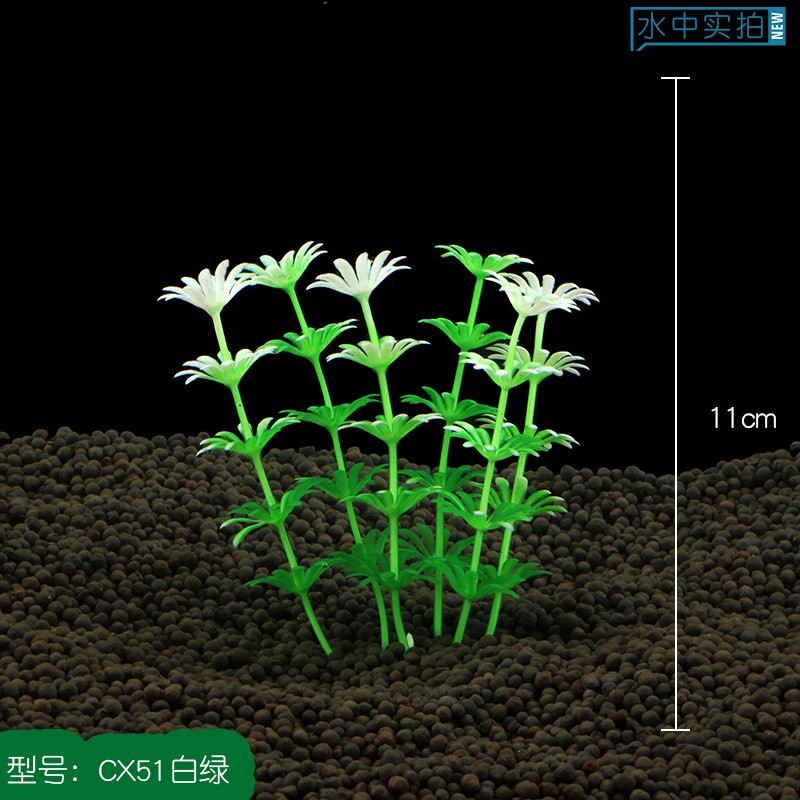 Cây Cỏ Nước - Cây Thủy Sinh