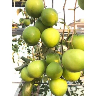 Cây giống táo thái lan siêu trái - cây ghép nhanh cho trái