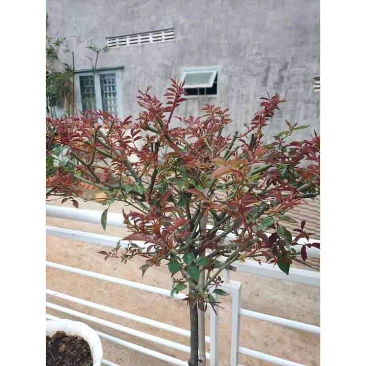 Gốc Hoa Hồng Thân Gỗ Hoa Đại  SIÊU HOA Đã Kích Rễ