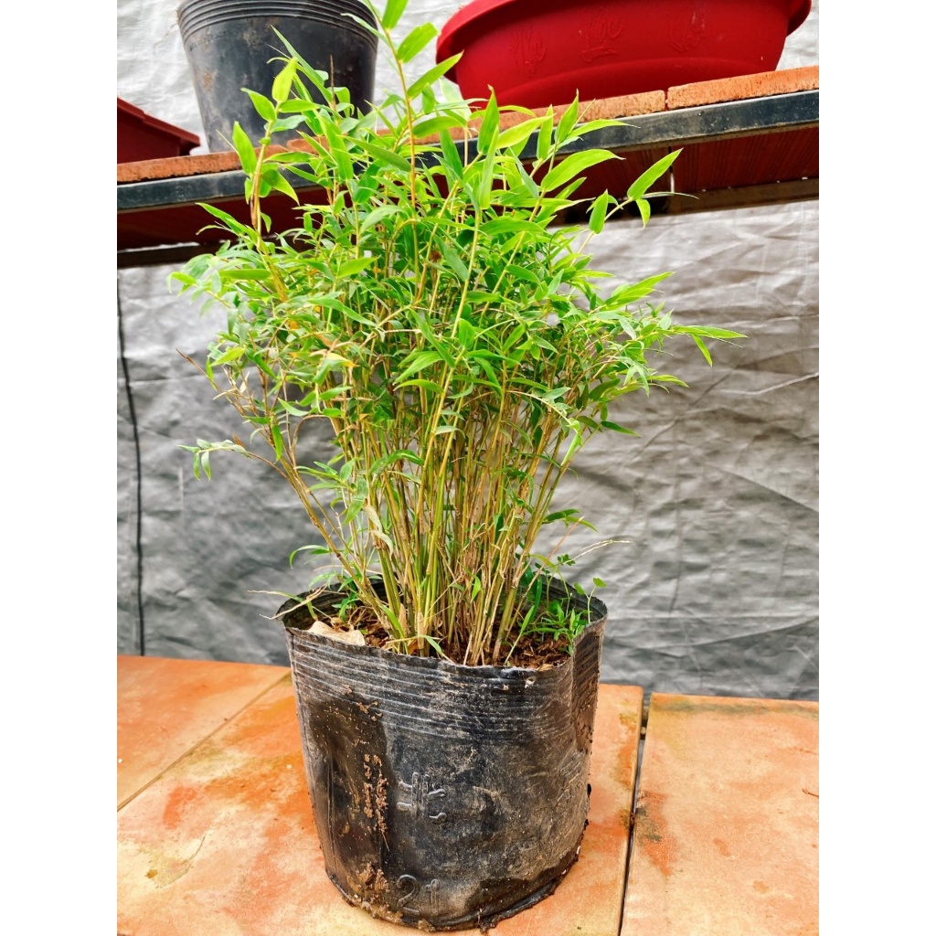 Cây trúc tăm trang trí tiểu cảnh, bán cạn...