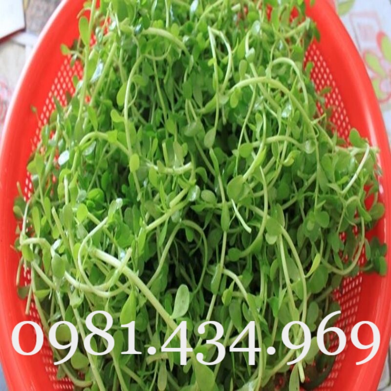 Rau Đắng Đất Khô 01KG Nguyên Chất Loại 01 Nhà Làm Tốt