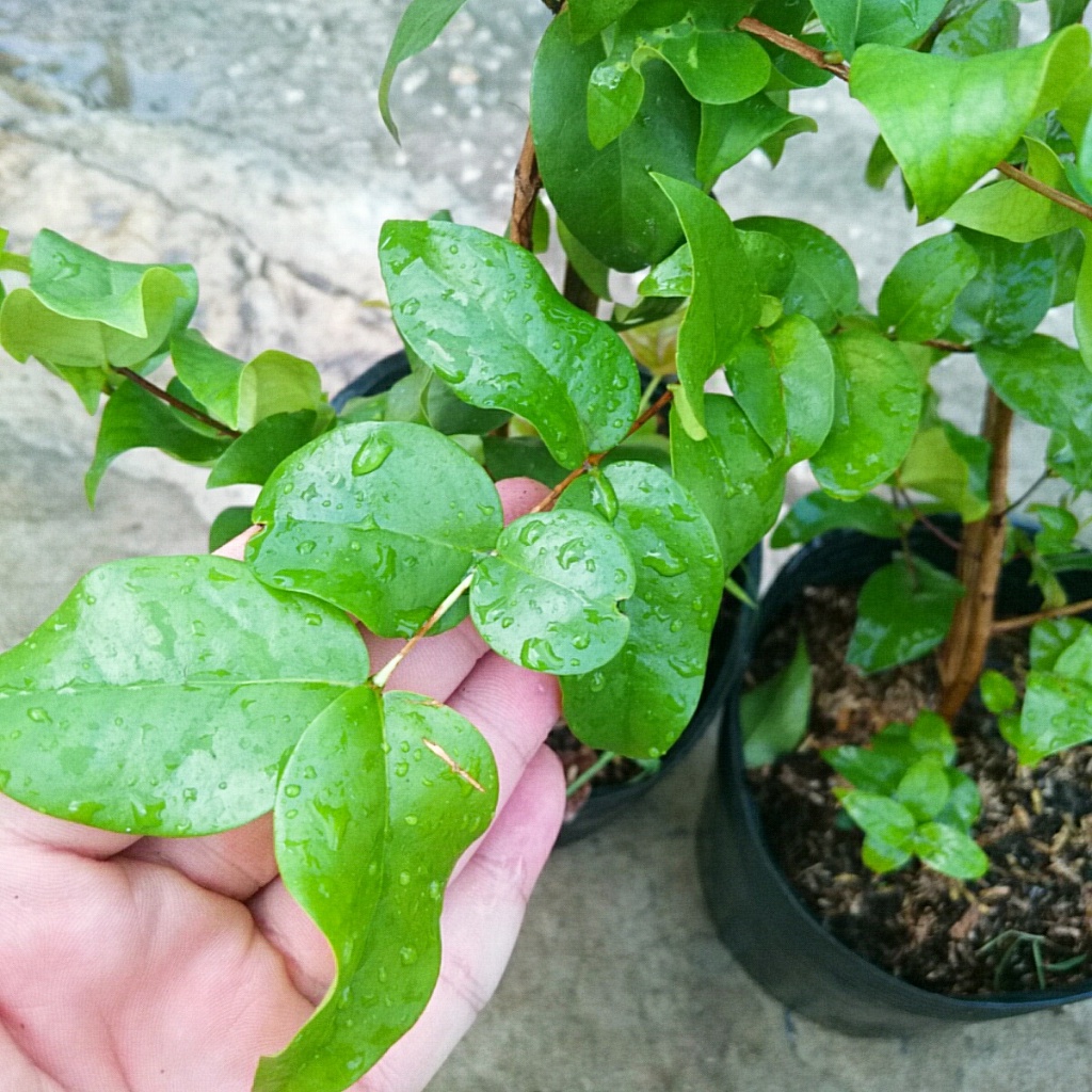 Cây Cherry Nam Mỹ - cherry Surinam - cây cherry Khía có quả sau 6 tháng phù hợp khí hậu 3 miền Việt Nam - Cây Giống Tốt