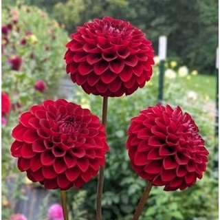 Củ hoa thược dược tổ ong - Củ Giống Chuẩn