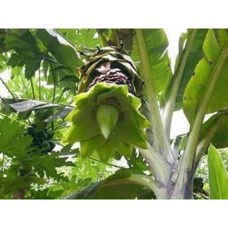 CHUỐI HỘT MỒ CÔI đặc sản Phước Bình
