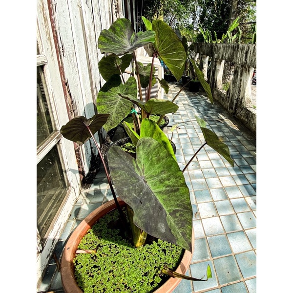 Colocasia Black Magic Variegated màu sắc lá lạ, đẹp rất phù hợp decor trang trí. - Hàng Chuẩn