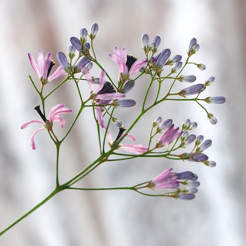 Melia azedarach branches Hoa Khô Dập Nổi Hình Lá Khô Trang Trí Sách / Khung Ảnh diy