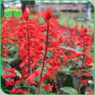 Hạt giống Hoa Xác Pháo Đỏ dễ trồng, màu rực rỡ, Hạt giống hoa trồng chậu Hạt giống Rạng Đông 829
