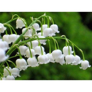 Củ hoa linh lan (có rễ + mầm lá sẵn,bao sống 100%) - Củ Giống Chuẩn
