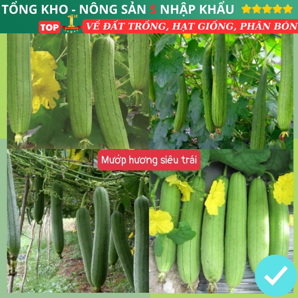 Hạt Giống Mướp Hương Siêu Trái F1 Loại Siêu Dễ Trồng & Dễ Thu Hoạch Tỉ Lệ Nảy Mầm Cao