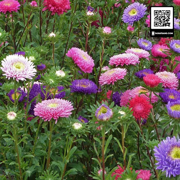 Hạt Giống Hoa Cúc Magic