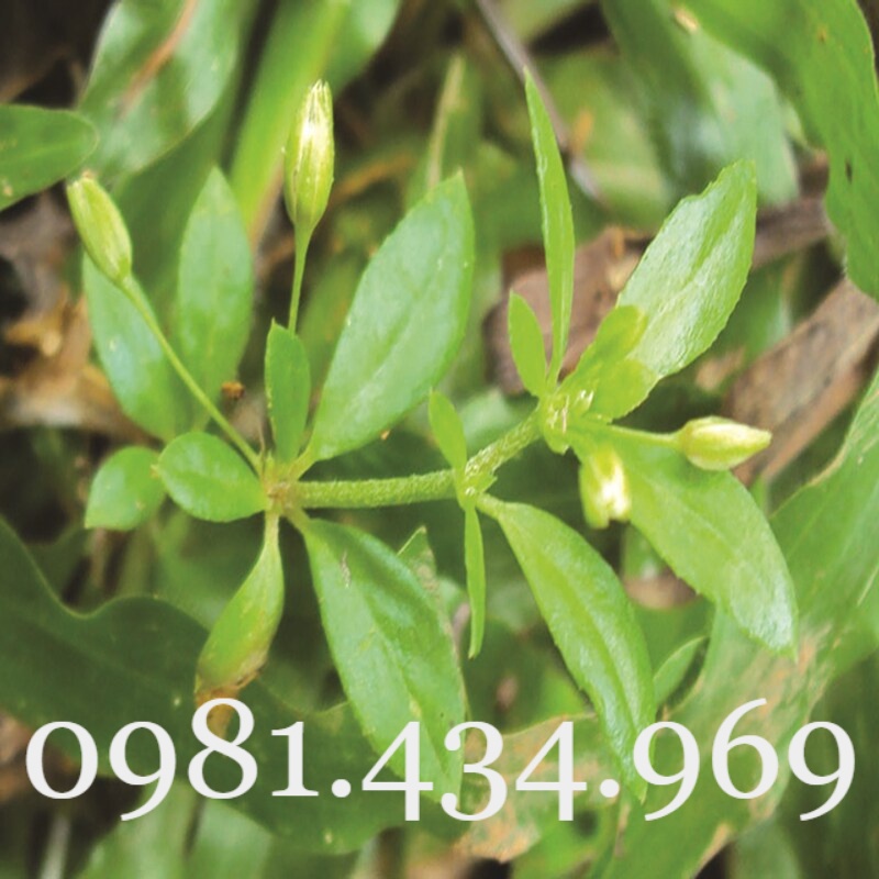 Rau Đắng Đất Khô 01KG Nguyên Chất Loại 01 Nhà Làm Tốt