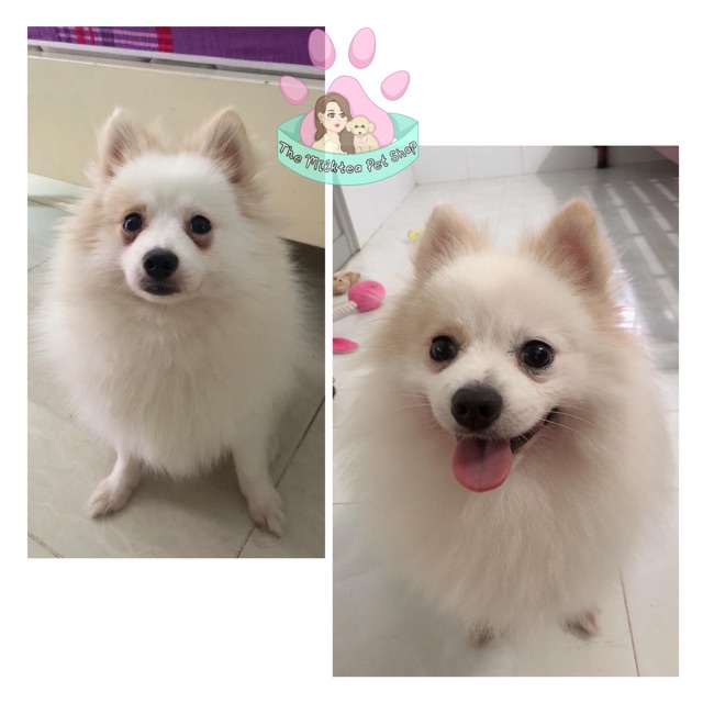 Combo loại bỏ thâm ố lông cho Chó Mèo