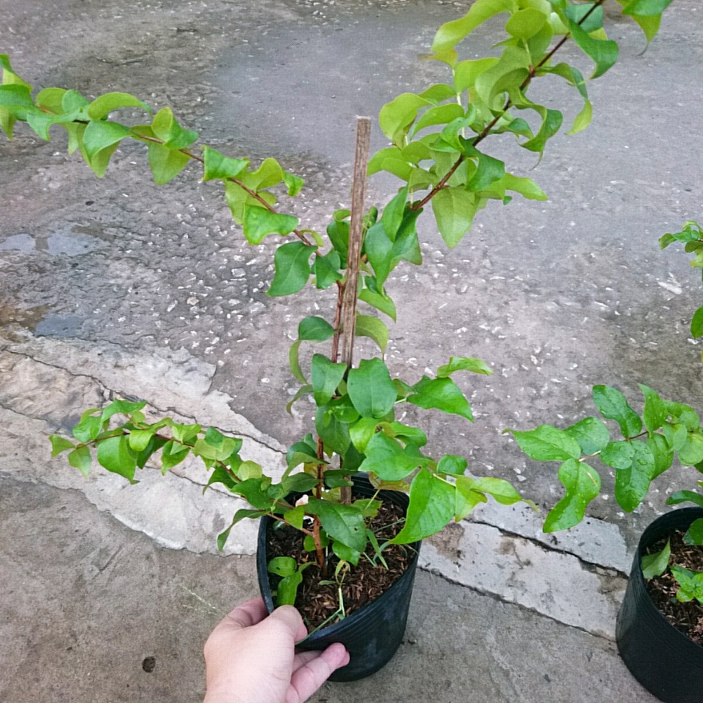 Cây Cherry Nam Mỹ - cherry Surinam - cây cherry Khía có quả sau 6 tháng phù hợp khí hậu 3 miền Việt Nam - Cây Giống Tốt