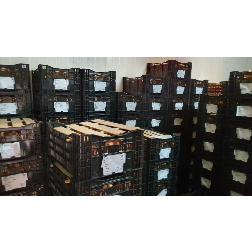 Củ hoa tulip  Hà Lan, màu sắc phong phú dễ trồng với đất hoặc nước, ra hoa sau 30-35 ngày