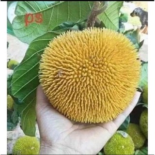 Cây giống mít ấn độ - Cây Giống Tốt