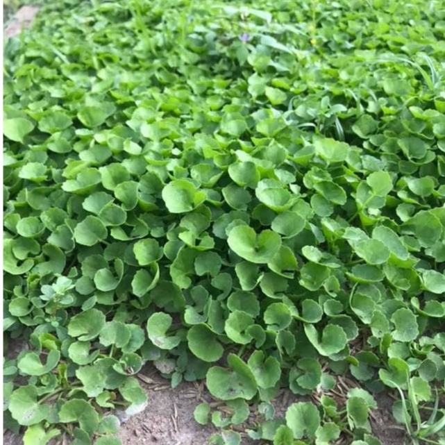 Hạt Giống Rau Má Lá Nhỏ Dễ Trồng, Năng Suất Cao