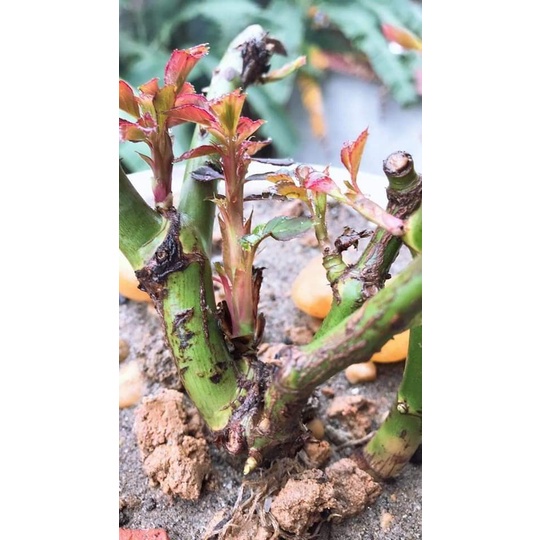 Gốc Hoa Hồng Thân Gỗ Hoa Đại  SIÊU HOA Đã Kích Rễ