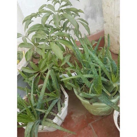 Cây giống nha đam