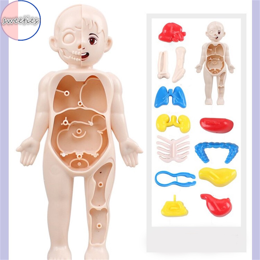 Mô Hình Cơ Quan Người diy Giáo Dục Khoa Học Cho Bé