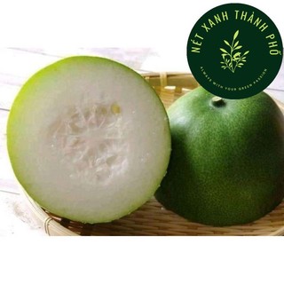 Hạt giống Bí đao trái tròn - h2t farm