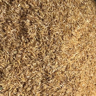 1kg vỏ trấu khô, Giá thể vỏ trấu trồng cây