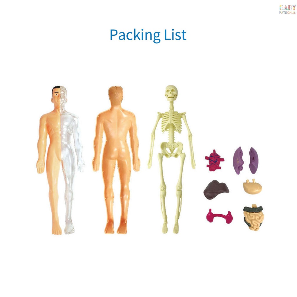 Bộ Dụng Cụ Học Tập Mô Hình Cơ Thể Người  Cơ Thể Người Và Xương Đơn Giản Làm Quà Tặng Giáo Dục #babypatronusVn.vn. vn. vn. vn.