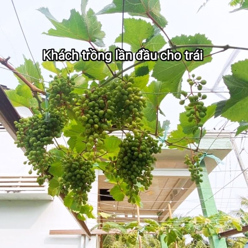 Cây Nho Giống Bailey  Siêu Trái Dễ Trồng - Cây Giống Tốt