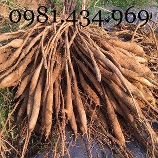 Sâm Dây Ngọc Linh 01KG