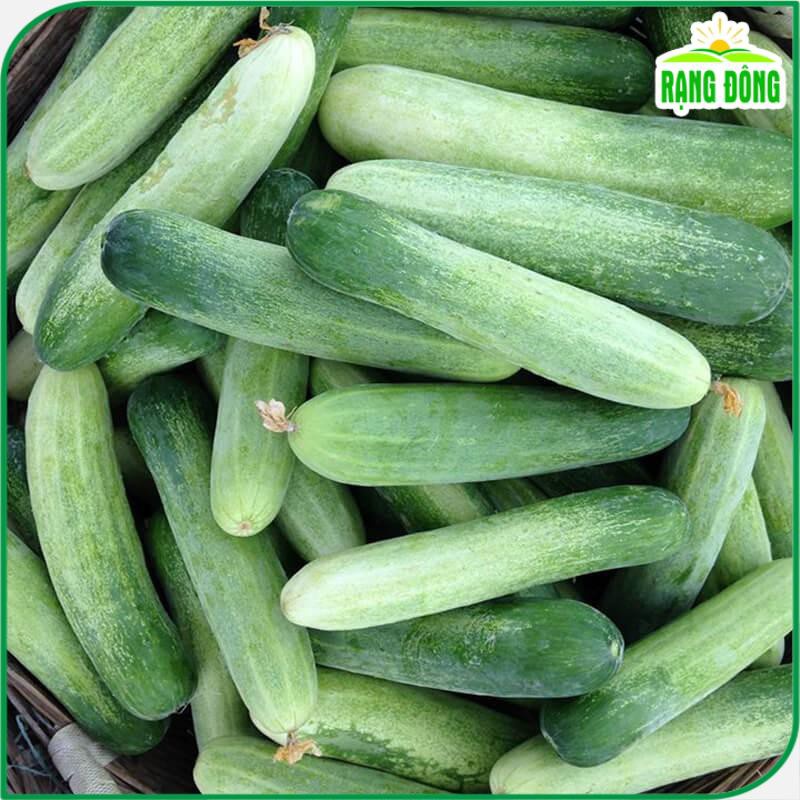 Hạt giống Dưa Leo Lai F1 trái dài, giòn ngọt, đậu quả sai gói 25 hạt