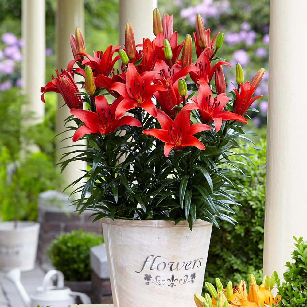 Củ ly lùn thơm mix đủ màu