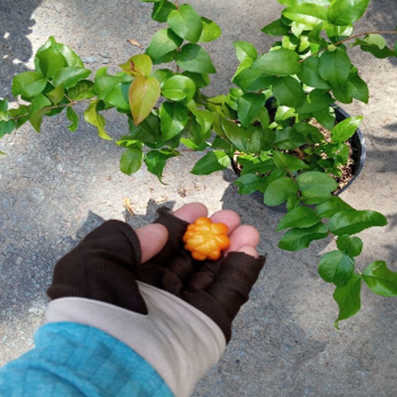 Cây Cherry Nam Mỹ - cherry Surinam - cây cherry Khía có quả sau 6 tháng phù hợp khí hậu 3 miền Việt Nam - Cây Giống Tốt