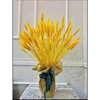 Bông Lúa Mạch Trang Trí , bông lúa thật xấy khô (Bó 100 Bông)