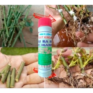 KÍCH RA RỄ ROOT KING SIÊU NHANH