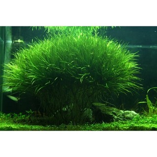 Hạt giống cỏ lúa thủy sinh ( gói 10g ) - Hạt Giống Tốt
