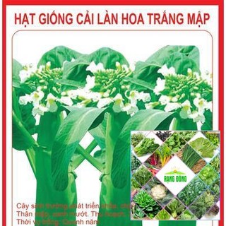 5gr hạt giống cải làn hoa trắng - Hạt Giống Tốt