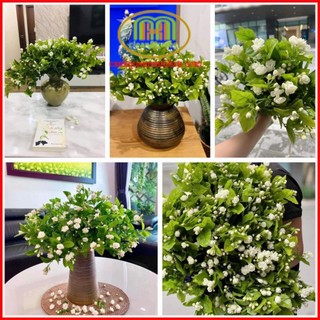 Cây hoa lài ta nhài trà thơm cao 25-30cm đang hoa tặng kèm phân bón cho 1 tháng Minh Hân Garden
