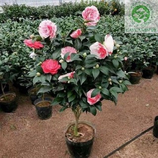  CÂY HOA TRÀ MY BẦU BÁT  cao 40-50cm   Ảnh cuối ảnh thật- cây bầu bát   