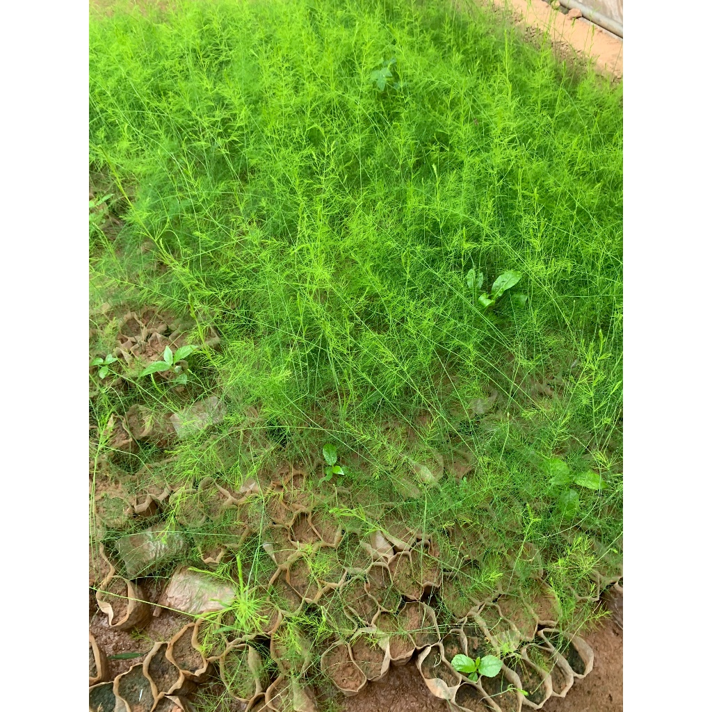 Cây giống Măng Tây xanh F1 trồng bầu cao 15-45cm