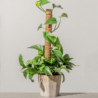 Trụ cột xơ dừa cho cây leo bám cột 30/40/50cm - gardenofe