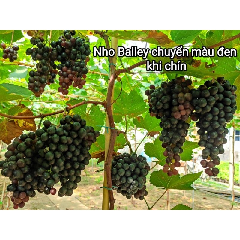 Cây Nho Giống Bailey  Siêu Trái Dễ Trồng - Cây Giống Tốt