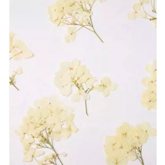 Chùm cẩm tú cầu ép khô handmade làm epoxy, tranh, DIY