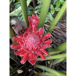 Củ giống hoa đa lộc etlingera elatior - củ giống tốt