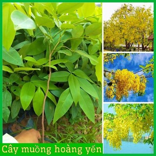 Cây giống muồng hoàng yến - cây 0saka cây cao tu 30-50cm