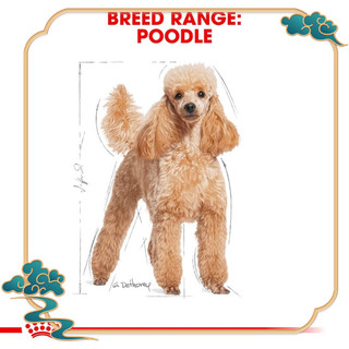 THỨC ĂN CHO CHÓ ROYAL CANIN POODLE-CHUBBY MEW