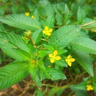 Cây Rau Mương, cây máng mương Hàng sạch đẹp loại 1
