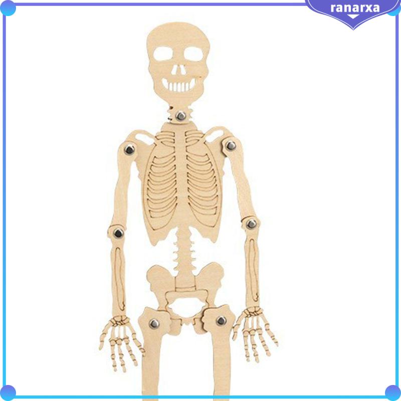 Mô Hình Bộ Xương Người Bằng Chất Liệu Bền Giáo Dục Cho Bé