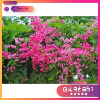 Cây hoa tigon nhỏ, Độ dài ngọn leo 50cm tốc độ phát triển tốt, lớn nhanh _Cây giống chuẩn