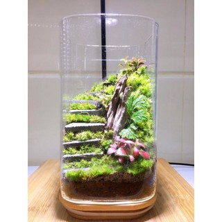 Đá bậc thang trang trí tiểu cảnh, terrarium....
