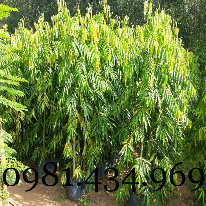 Xịn-Combo 02c ây Hoàng Nam  cao 40cm Mới chuẩn